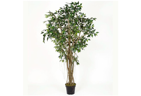 Ficus artificiels